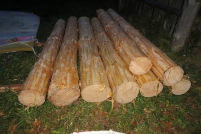 Во Владимирской области двое мужчин незаконно спилили деревья на более чем 77 тысяч рублей