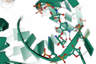 Учёные МГУ создали базу данных веществ, подавляющих белковый синтез
