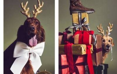 Слишком мило: главными героями рождественской рекламы Tod's стали собаки (ФОТО)