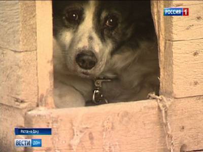 Серьезные нарушения выявили в ростовском центре содержания безнадзорных животных