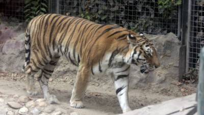Тигр атаковал авто хабаровчанина, который пытался сфотографировать хищника