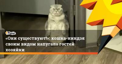 «Они существуют!»: кошка-ниндзя своим видом напугала гостей хозяйки
