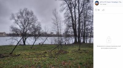 Петербуржцы жалуются на поваленные деревья в парке Обуховской обороны