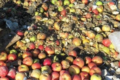 В Дагестане уничтожили свыше 3 тонн яблок из Польши