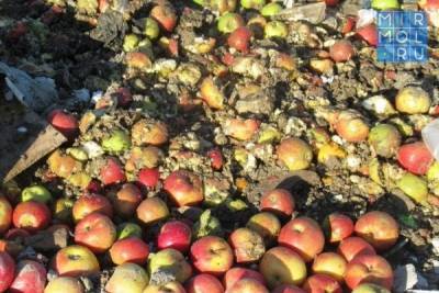 Более 3 тонн санкционных яблок уничтожили в Дагестане