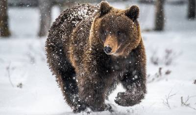 Специалисты займутся поимкой медведя-шатуна на севере Подмосковья