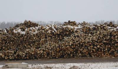 Власти Башкирии планируют увеличить объем переработки древесины