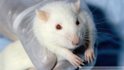 Жителей Новгорода будут проверять на рак с помощью крыс