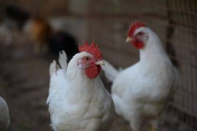 Россельхознадзор запретил ввоз продукции птицеводства из Польши