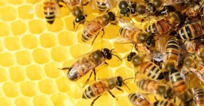 Украинские пчеловоды получат около 240 млн грн господдержки — Минэкономики
