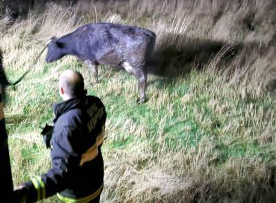 Островецкие спасатели вытащили корову из болота