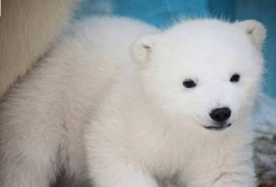 Медведица из России родила двух малышей в японском зоопарке