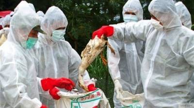 Вспышка птичьего гриппа зафиксирована в Бельгии и Норвегии