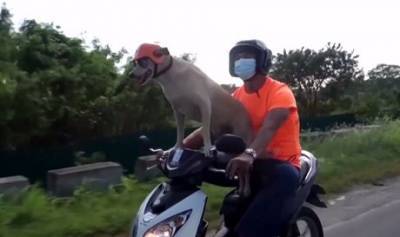 На Филиппинах пес-мотоциклист стал популярным тревел-блогером (ВИДЕО)