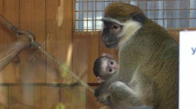 В Воронежском зоопарке у зелёных мартышек родился детёныш