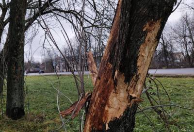 Специалисты обнаружили опасного вредителя деревьев в Петербурге
