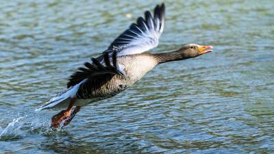 Птичий групп обнаружен у дикой птицы в Норвегии