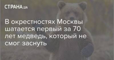 В окрестностях Москвы шатается первый за 70 лет медведь, который не смог заснуть