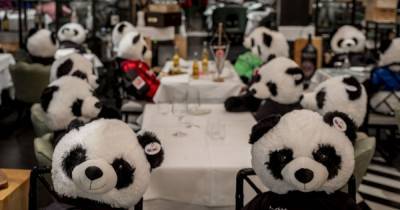 Панды вместо посетителей: в Германии ресторатор заполнил заведение сотней плюшевых мишек