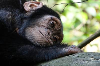 В Африке рейнджер спас детеныша шимпанзе от гибели