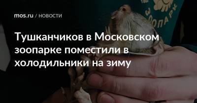 Тушканчиков в Московском зоопарке поместили в холодильники на зиму