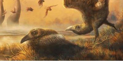 Зубастая. На Мадагаскаре нашли череп удивительной птицы времен динозавров