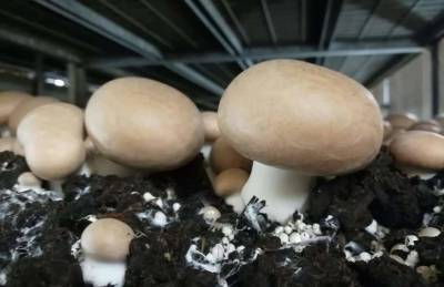 Украинская грибная индустрия может увеличиться за счёт коричневого шампиньона