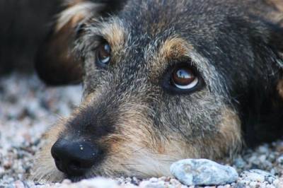 В Астрахани к 3 декабря отловят 1,5 тысячи бездомных собак