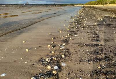 Фото: пляж Соснового Бора покрыли мертвые моллюски