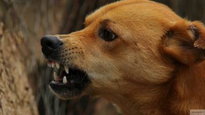 Бездомная собака прокусила лицо десятилетней девочке в Ангарске
