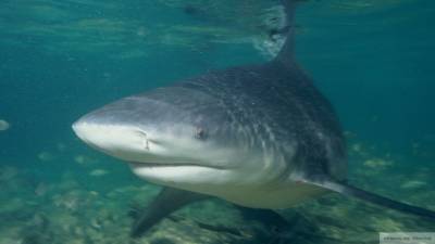 Дрон снял кружащую вокруг пловца из США трехметровую акулу