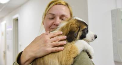 Более 26 тысяч животных забрали москвичи из приютов за 10 лет