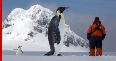 Ученые нашли в Антарктиде останки древнего пингвина-великана