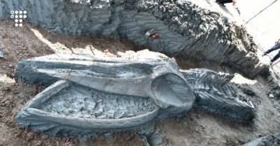 В Таиланде нашли скелет кита, которому около 5000 лет. Он может помочь выяснить, как меняется климат