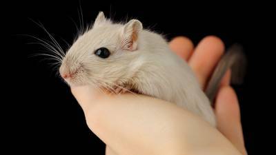 Ученые начали испытывать крымскую вакцину от COVID на кроликах и мышах