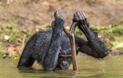 У уникального племени шимпанзе в Гвинее появился шанс выжить