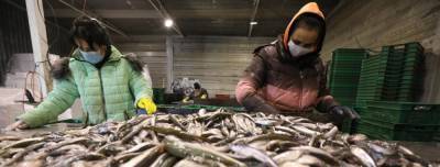 Миграция в Ленобласть: один из ключевых переработчиков рыбы покидает Петербург