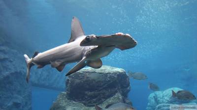 Кружащую вокруг пловца акулу-молот случайно заснял американский фотограф