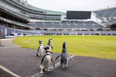 В США пингвинам устроили прогулку на футбольный стадион: милое видео