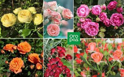 9 восхитительных сортов спрей-розы для средней полосы