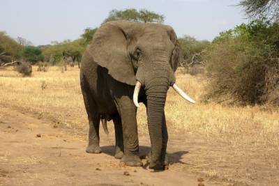 Самый одинокий слон в мире получил новый дом