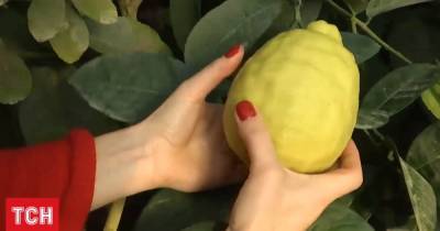 Плодоносят до 7 раз в год, достигают полкило: как в Украине выращивают лимоны и лаймы - tsn.ua - Украина