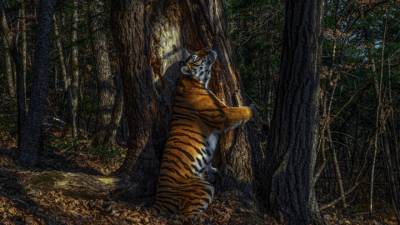 Россиянин выиграл международный конкурс на лучший снимок дикой природы