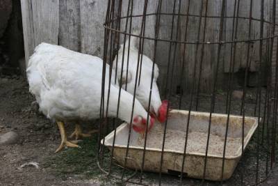 Глава минсельхоза Башкирии рекомендует начать забой птицы в личных хозяйствах