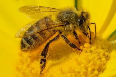 Пчёлы гибнут от болезни, похожей на коронавирус, — учёные