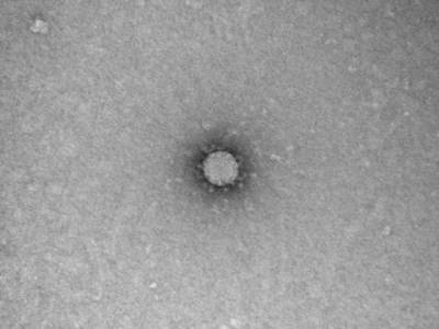 Китайские исследователи заявили, что коронавирус возник в Индии