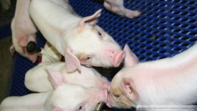Вспышку африканской чумы свиней зарегистрировали в Омской области