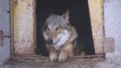 Приют для ручных волков работает в Карачаево-Черкессии.