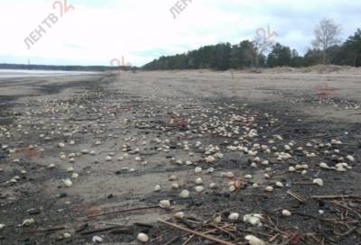 Эксперт объяснила выброс моллюсков на побережье Соснового Бора