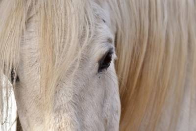 Во Владимирской области направлено в суд уголовное дело о краже лошадей